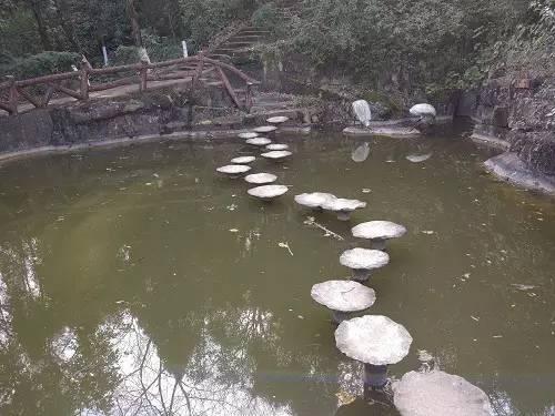 梦见灯光照和狗叫，探寻梦境背后的深层含义