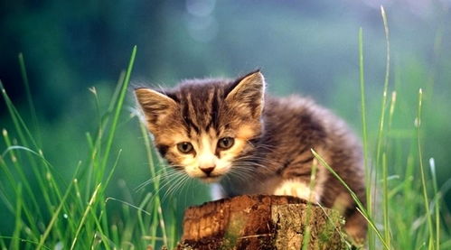 梦见两只猫上树，探索梦境中的奥秘与心灵启示