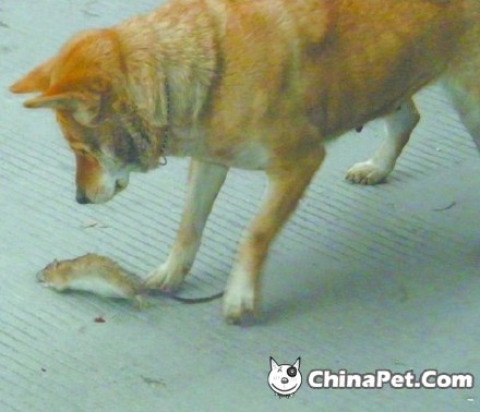 梦见狗咬猫，梦境背后的深层含义与解析