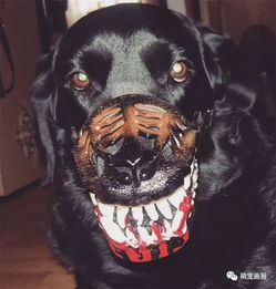 梦境中的恐惧与逃避，解析梦见狗咬手及逃脱的深层含义