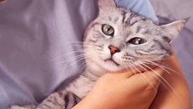 梦境解析，中午睡觉梦见4只大猫生小猫并到处乱跑
