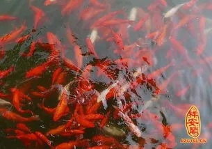 梦见亲人被鱼咬流血了，梦境背后的深层含义与解析