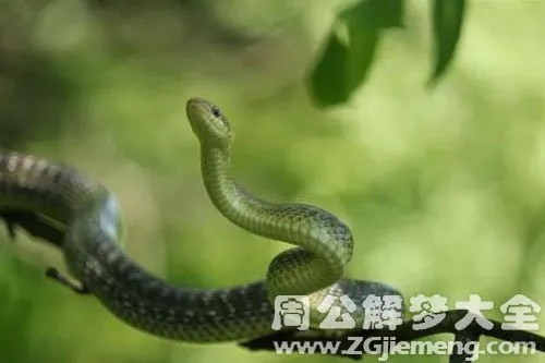 梦境解析，被蛇追赶的梦境意味着什么？