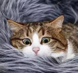 梦见好多死猫，解读梦境背后的深层含义