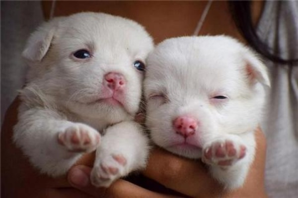 梦境中的温馨抉择，昨晚梦见买狗，两小只的可爱与300元的考量