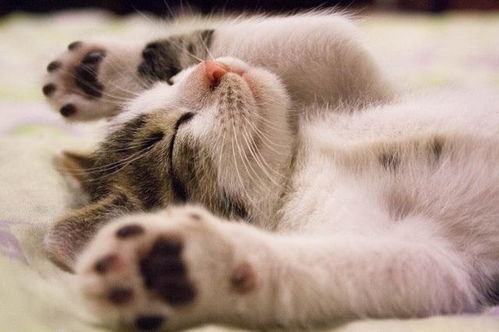 梦境解析，梦到花猫——求高人分析讲解