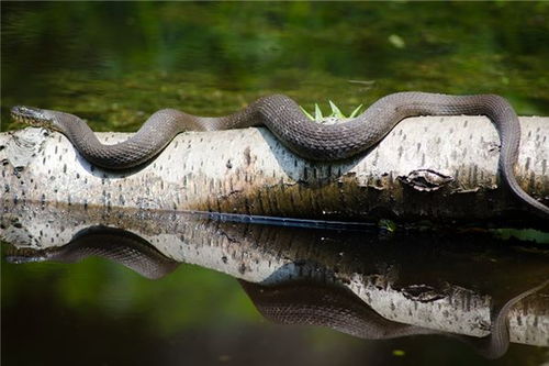 梦境解析，蟒蛇迁居地基下的深层含义