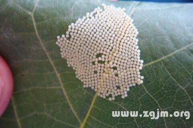 周公解梦，梦见大便流淌于植物架上的深层寓意与心理分析