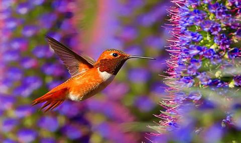 飞翔与征服，梦中高空搏斗的胜利象征解析