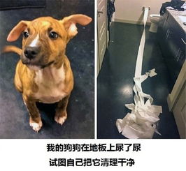 怀孕梦见二条小狗，寓意、解析与心灵启示