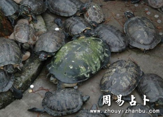 梦到看见田里很多乌龟，寓意与解析