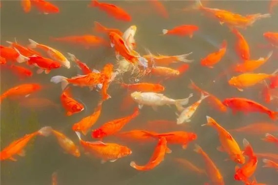 梦见好多鱼，探索梦境中的财富与丰饶象征