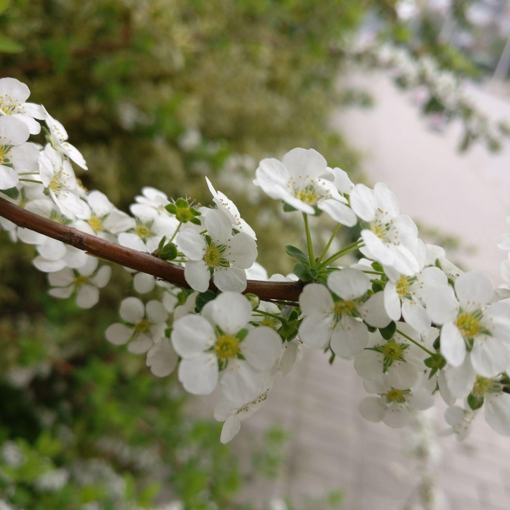 梦境花语，解析梦中梨花的深层含义与心理暗示