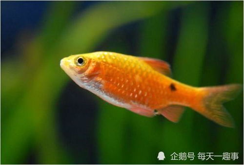 梦见鱼周公解梦，探寻梦境中的神秘寓意