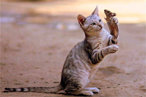 梦境解析，为何会梦到很多猫和狗？