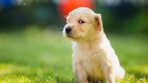 梦境解析，小狗与死狗并存的意象，探寻梦中的胎象隐喻