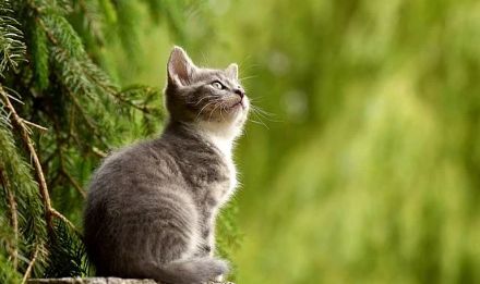 梦境解析，粉色猫咪追逐孩童的深层含义