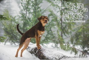 梦境解析，多次梦见抱小狗狗回家的深层含义