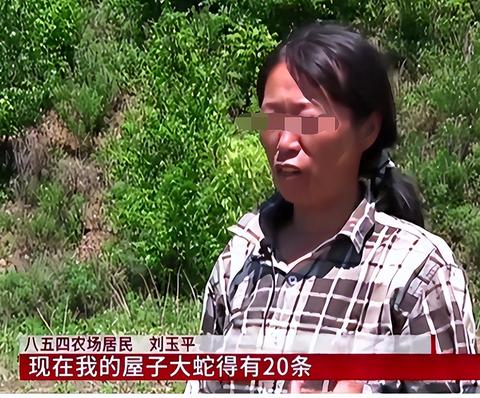 梦见一条蛇在被窝里咬自己，梦境背后的深层含义与解析