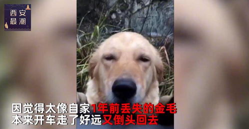 女人梦到狗咬脚脖子，梦境背后的深层含义与心理解析
