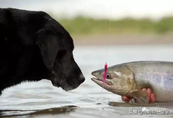 梦见帮别人带狗狗还拿了鱼，一场梦境的深层解读