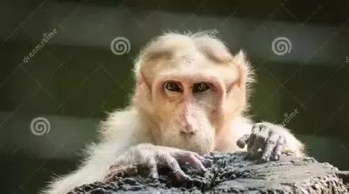 梦境解析，被猴子咬伤的梦境深层含义