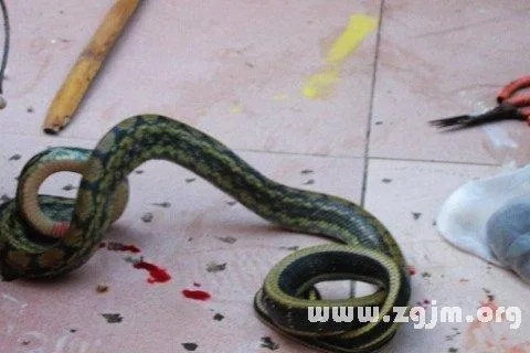 梦境解析，梦见妈妈把蛇打死了，后来有别的蛇追我