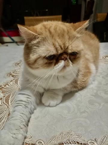 梦见好多猫求解梦，探索梦境中的神秘猫群