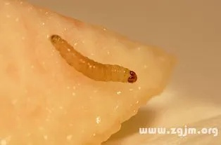 周公解梦，梦见厕所虫卵蠕动，寓意深长的心理暗示解析