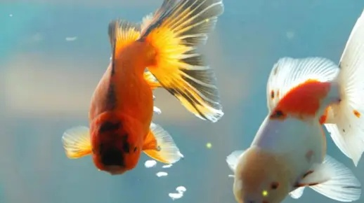 梦境之舞，探索梦见鱼在水里自由游弋的深层含义