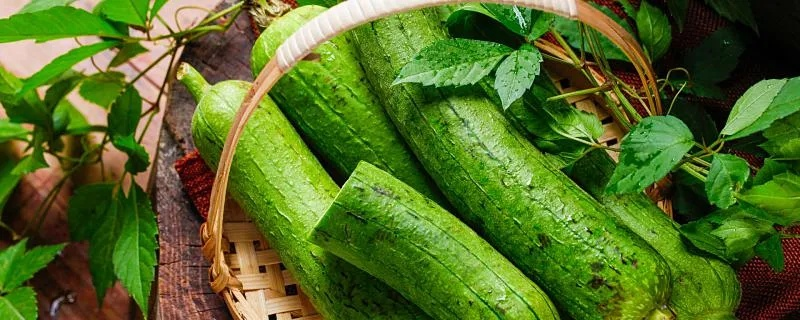 孕妇梦境中的丰收，解读孕妇梦见好多丝瓜黄瓜的寓意