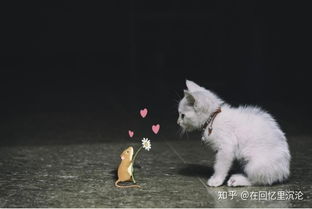 梦见猫咪死掉，梦境背后的深层含义与解析