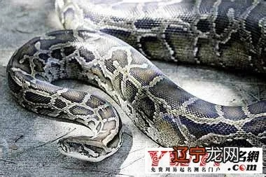 梦见大粗蛇，梦境背后的深层含义与解析