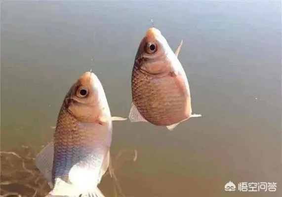 梦见钓了一条大鱼的梦境解析