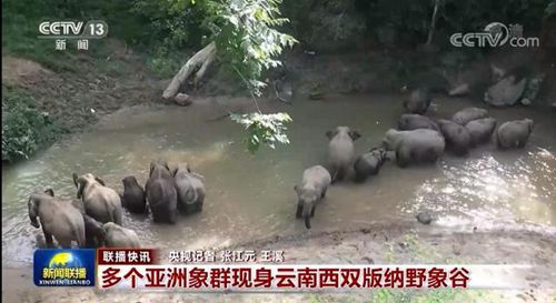梦境解析，从鱼到蛇的奇幻之旅