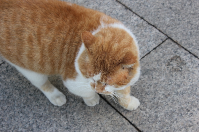 梦境交织，我梦见老鼠、猫与狗的奇妙邂逅