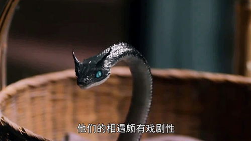 孕妇梦境中的奥秘，小黑蛇的寓意与心理解析