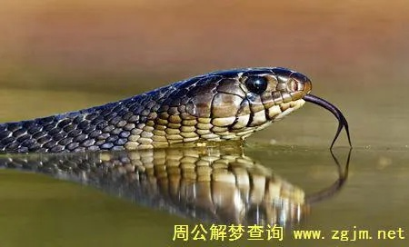 梦境解析，我梦到了三条小蛇——探索潜意识中的隐秘信息