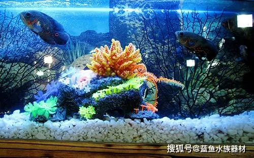 孕期梦境解析，梦见大鱼缸与破碎的鱼群