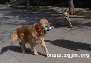 梦见狗追我狗被别人杀了，解读梦境中的象征与心理暗示
