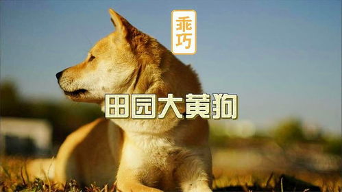 梦境中的忠诚与保护，梦见大狗小狗围攻，陌生人的援手