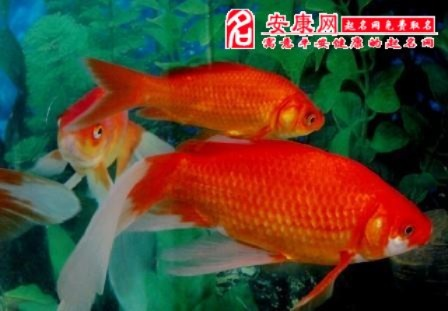 男人梦见捉到几条鲤鱼，寓意与解析