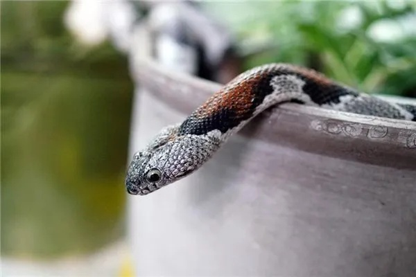 梦境解析,梦见蛇箱与床的深层含义 梦境解析,梦见蛇箱与床的深层含义