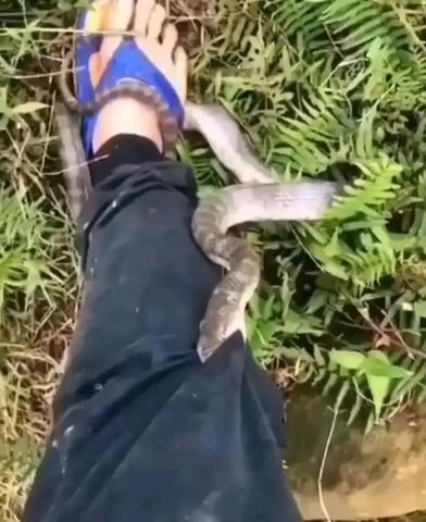 孕妇梦境解析，梦见鱼塘里自己摔死很多小蛇的象征意义与心理暗示