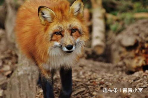 梦境解析，梦见狐狸咬我的脖子——隐秘欲望与内心警示的象征