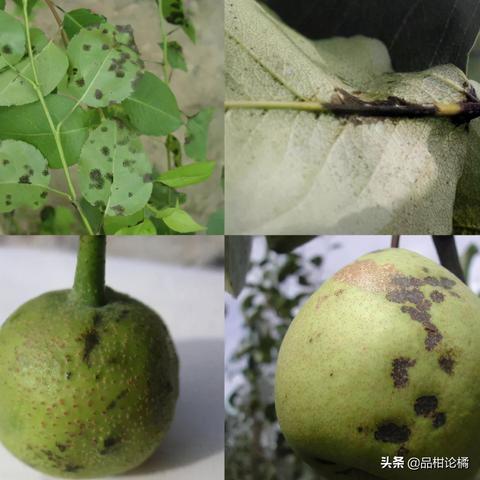 孕妇梦见梨树上掉梨子，寓意与解读