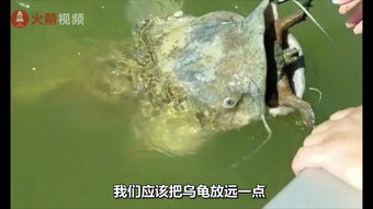 梦境解析，乌龟背着鱼从海底向上游——寓意与象征的深度探索