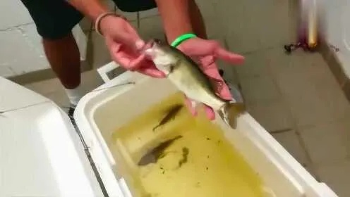 梦境解析，梦中公共厕所的奇遇——好大一条鱼在便池里