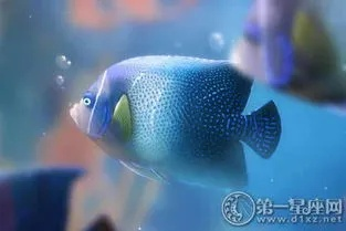 梦见自己从水里拿着一条大鱼，探索梦境背后的深层含义