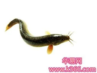 周公解梦中梦见死泥鳅如何解，揭示潜意识中的警示与启示